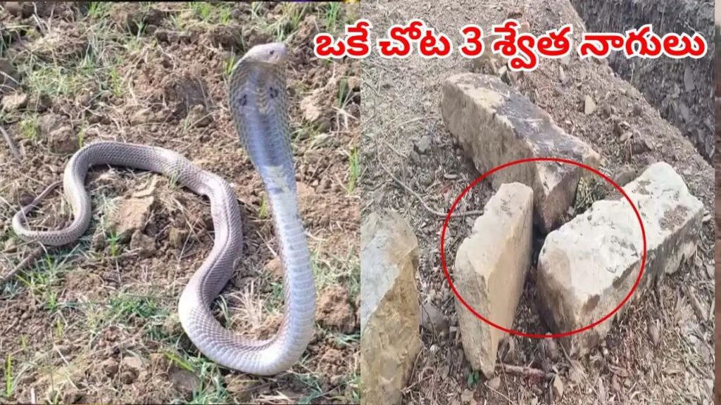 పురాతన శిల్పాలకు కాపలాగా 3 శ్వేత నాగులు.. వాటిని తొలగించిన కాసేపటికే ఊహించని సీన్..* 